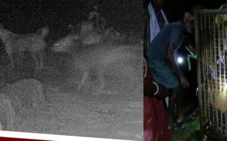 ।। ମେଣ୍ଢା ଖାଉଥିଲା ଅଜଣା ଜନ୍ତୁ, କ୍ୟାମେରାରେ କଏଦ ହେଲା ଚିତ୍ର l।