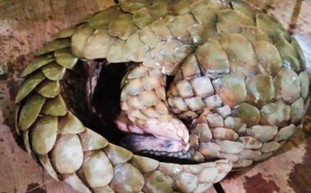 ।। ବଜ୍ରକାପ୍ତା ଉଦ୍ଧାର, ଅଭିଯୁକ୍ତ ଗିରଫ l।