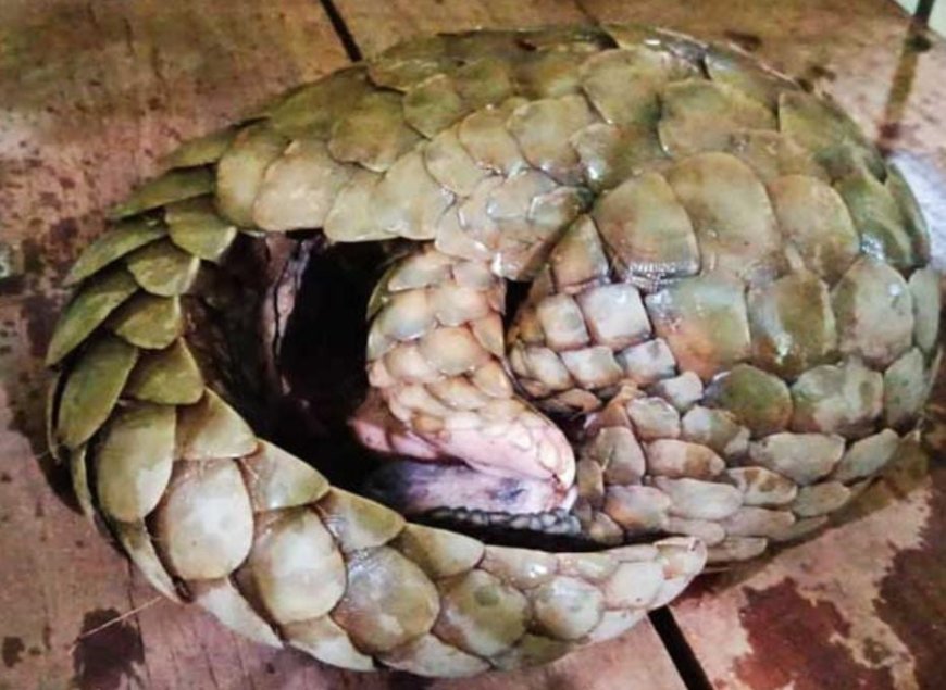 ।। ବଜ୍ରକାପ୍ତା ଉଦ୍ଧାର, ଅଭିଯୁକ୍ତ ଗିରଫ l।