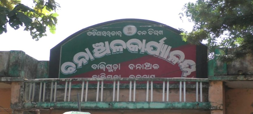 ।। ବାଲିଗୁଡ଼ାରେ ବାଘ ଆତଙ୍କ ଗୁଜବ ।।