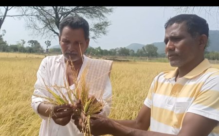 ।। କୁଆପଥର ମାଡରେ ଏକର ଏକର ରବି ଧାନ ଫସଲ ନଷ୍ଟ, ଚିନ୍ତାରେ ଚାଷୀ ପରିବାର ।।