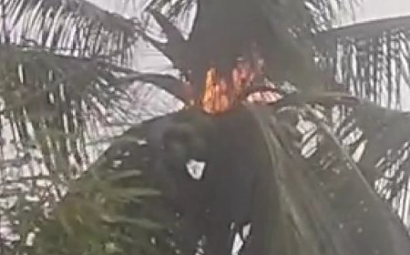 ।। ବାଲିଗୁଡା ରେ ପ୍ରବଳ ପବନ ସହ ଘଡଘଡି :  ବିଜୁଳି ମାରିବାରୁ ଜଳିଗଲା ନଡ଼ିଆ ଗଛ।।