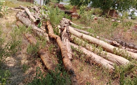 ।। ବେନିୟମ ଭାବରେ କାଠ ଗଛିତ ରହିଅଛି ଜଙ୍ଗଲ ବିଭାଗ ନିରବ ।।