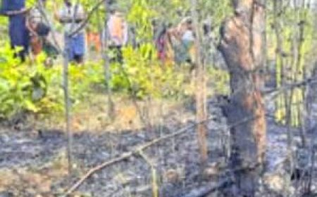 ।। ଜଙ୍ଗଲରେ ଲାଗିଲା ନିଆଁ  ଜଳିଗଲା ବିଭିନ୍ନ ମୂଲ୍ୟବାନ ଫଳଗଛ ।।