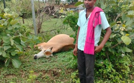 ।। ବିପଦ ସଂକୁଲ ଟ୍ରାନ୍ସଫର୍ମରର ବିଦ୍ୟୁତ ଆଘାତରେ ଗାଇର ମୃତ୍ୟୁ ।।