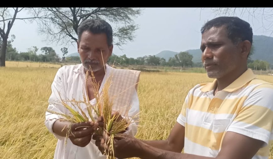 ।। କୁଆପଥର ମାଡରେ ଏକର ଏକର ରବି ଧାନ ଫସଲ ନଷ୍ଟ, ଚିନ୍ତାରେ ଚାଷୀ ପରିବାର ।।