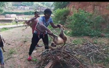 ।। ବୁଲା କୁକୁର ର ଆକ୍ରମଣ ରେ ହନୁମାଙ୍କଡ଼ ର ମୃତ୍ୟୁ ।।