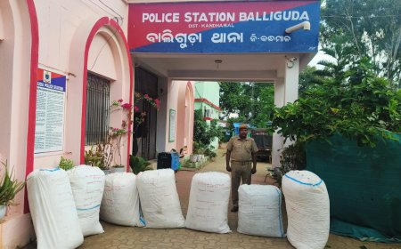 ।। ଜଙ୍ଗଲରୁ ବେଆଇନ୍‌ ଗଞ୍ଜେଇ ଜବତ: ତିନି ଜଣ ଗଞ୍ଜେଇ ମାଫିଆ ଚମ୍ପଟ ।।