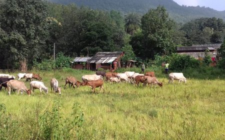 ।। ଶ୍ରାବଣରେ ଡହ ଡହ ଖରା ରେ ଶୁଖିଲା ଜମି; ନିଅଣ୍ଟିଆ ବର୍ଷା ଯୋଗୁଁ ଚାଷୀକୂଳ ହତାଶ ।।