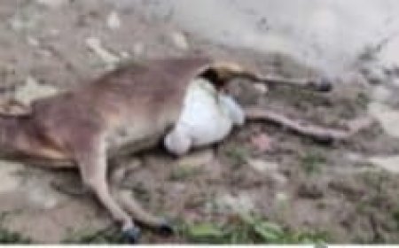 ତରିଆମହୁଆଭଟା ଗାଁରେ ପୁଣି ବାଘର  ଆତଙ୍କ, ଗୁହାଳରୁ ବାଛୁରୀକୁ ଟାଣିନେଇ ଖାଇଲା ବାଘ