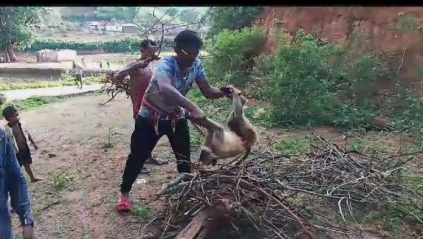 ।। ବୁଲା କୁକୁର ର ଆକ୍ରମଣ ରେ ହନୁମାଙ୍କଡ଼ ର ମୃତ୍ୟୁ ।।