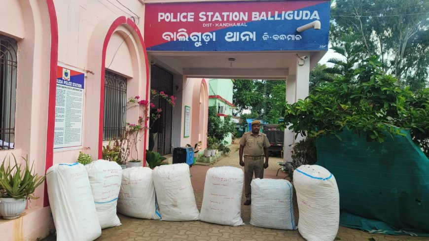 ।। ଜଙ୍ଗଲରୁ ବେଆଇନ୍ ଗଞ୍ଜେଇ ଜବତ: ତିନି ଜଣ ଗଞ୍ଜେଇ ମାଫିଆ ଚମ୍ପଟ ।।