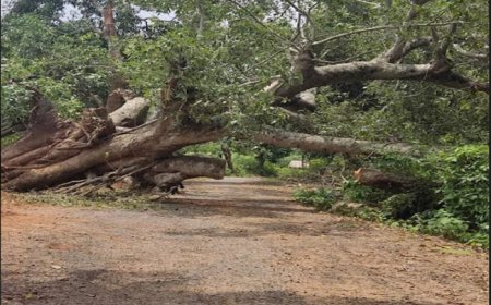 ।। ଘାଟି ରାସ୍ତାରେ ବିରାଟ କାୟ ଗଛ ୨୦ ଦିନ ହେଲା ପଡିଛି : ବିପଦପୂର୍ଣ୍ଣ ମଧ୍ୟରେ ଯାତାୟତ, ରାସ୍ତାରୁ ହଟୁନି ଗଛ ।।