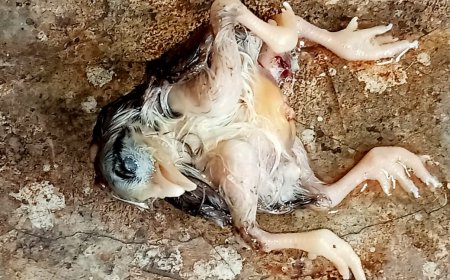 ।।  ବିରଳ କୁକୁଡ଼ା ଛୁଆର ଜନ୍ମ ଅଞ୍ଚଳବାସୀ ଆଶ୍ଚର୍ଯ୍ୟ ଚକିତ  ।।