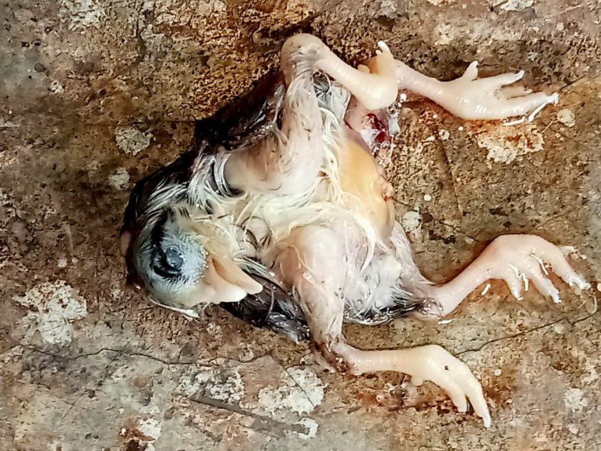 ।। ବିରଳ କୁକୁଡ଼ା ଛୁଆର ଜନ୍ମ ଅଞ୍ଚଳବାସୀ ଆଶ୍ଚର୍ଯ୍ୟ ଚକିତ ।।