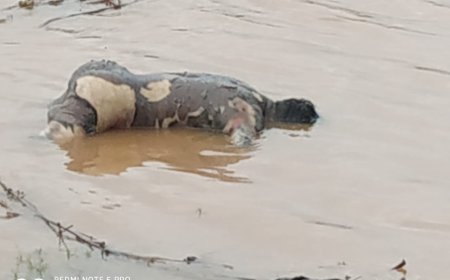 ଇନ୍ଦ୍ରାବତୀ ନଦୀରେ ବୁଡି ବୃଦ୍ଧଙ୍କ ମୃତ