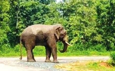 ହାତୀର ଆତଙ୍କରେ, ଗ୍ରାମବାସୀ ଭୟଭୀତ