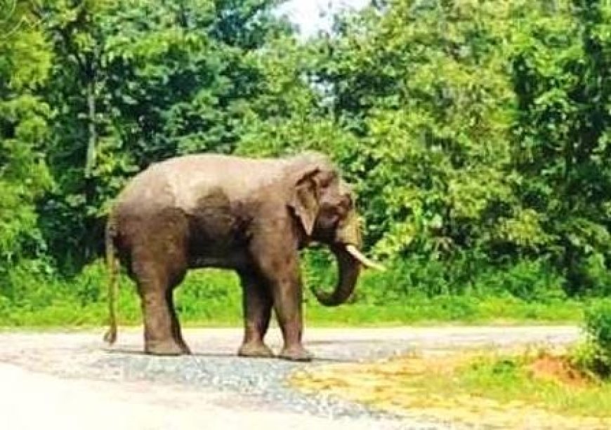 ହାତୀର ଆତଙ୍କରେ, ଗ୍ରାମବାସୀ ଭୟଭୀତ
