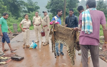 ।। ମୁନିଗୁଡ଼ା ରେଞ୍ଜ ବିଭାଗ କୁ ମିଳିଛି ବଡ ସଫଳତା:ମୁନିଗୁଡା ରେଞ୍ଜଠାରେ ବାଘ ଛାଲ ସହ ୨ ଦେଶି ବନ୍ଧୁକ ଜବତ, ଜଣେ ଗିରଫ୍ ।।
