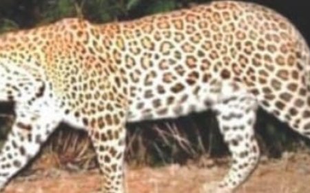 ।। ଯନ୍ତାରେ ପଡିଲା ବାଘ ପରେ ବି ଗାଁ ମୁହାଁ ହୋଇଛି ଆଉ ଏକ ବାଘ ।।