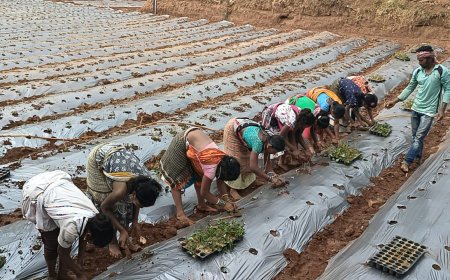 ।। ଡଙ୍ଗରିଆ କନ୍ଧ ଉନ୍ନୟନ ଏବଂ ଓପିଲିପି ସଂସ୍ଥା ସହାୟତାରେ ରାୟଗଡ଼ା ଜିଲ୍ଲା ।।