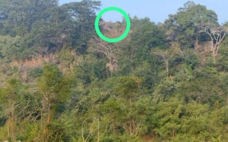 ।। ପାହାଡ଼ ଚଟାଣ ଉପରେ ବସିଛି କଲରାପତରିଆ ବାଘ ଲୋକେ ଆତଙ୍କିତ ।।