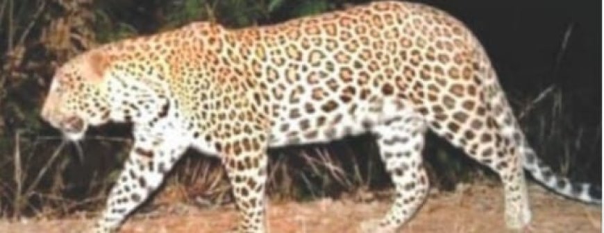 ।। ଯନ୍ତାରେ ପଡିଲା ବାଘ ପରେ ବି ଗାଁ ମୁହାଁ ହୋଇଛି ଆଉ ଏକ ବାଘ ।।