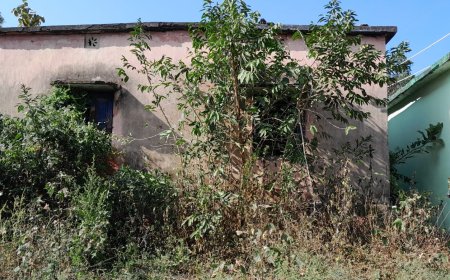 ।। ଭୁତକୋଟି ପାଲଟି  ବିଜେପୁର ପ୍ରାଣୀ ଚିକିତ୍ସାଲୟ, ବର୍ଷ ବର୍ଷ ଧରି ଝୁଲୁଛି ତାଲା ।।