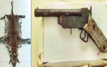 ।। ଚିତାବାଘ ଛାଲ ସହ ବନ୍ଧୁକ ଜବତ: ଜଣେ ଗିରଫ ।।