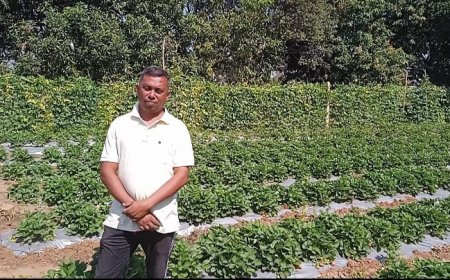 ।। ନୂଆପଡା ଜ଼ିଲ୍ଲାରେ ଷ୍ଟ୍ରବେରି ଚାଷ କରି ଲାଭବାନ ହେଉଛନ୍ତି ଚାଷୀ ।।