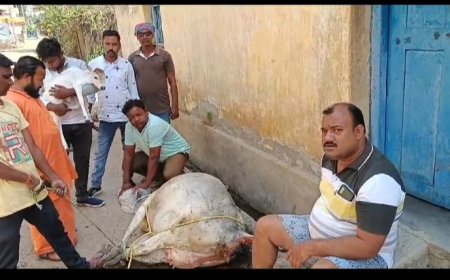 ।। ଟିଟିଲାଗଡ଼ ଗୋସେବା ସଦସ୍ୟ ମାନଙ୍କର ଆଉ ଏକ ପ୍ରଶଂସନୀୟ କାମ ।।