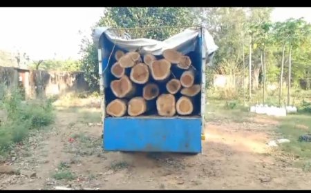 ।। ହରିଶଙ୍କର ବନ ବିଭାଗ କୁ ବଡ଼ ସଫଳତା  ଶାଗୁଆନ କାଠ ସହ ଗାଡ଼ି ଜବତ, ଡ୍ରାଇଭର ଗିରଫ ।।