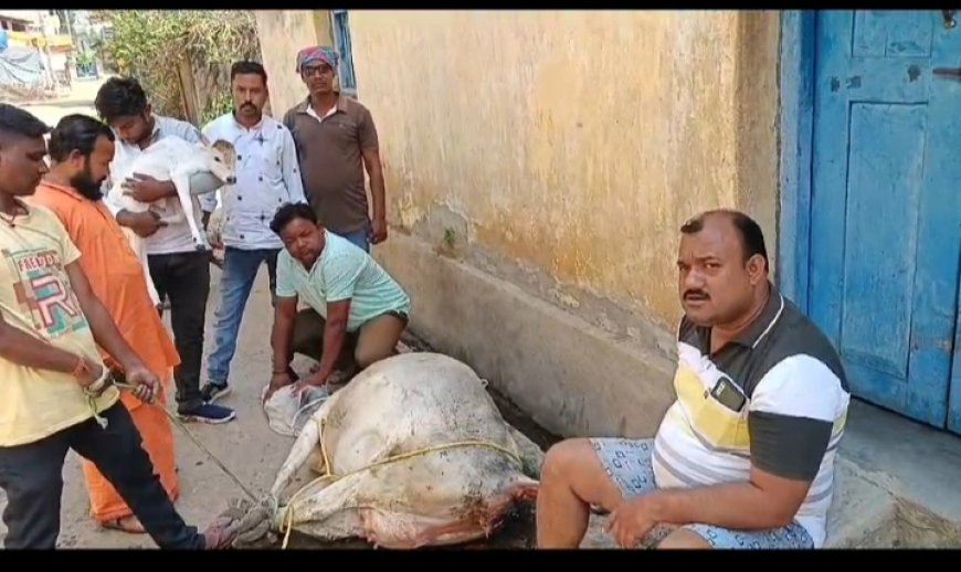 ।। ଟିଟିଲାଗଡ଼ ଗୋସେବା ସଦସ୍ୟ ମାନଙ୍କର ଆଉ ଏକ ପ୍ରଶଂସନୀୟ କାମ ।।