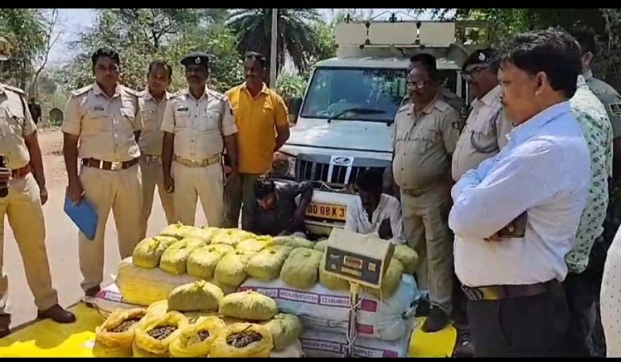 ।। ତୁଷୁରା ପୋଲିସ କୁ ବଡ଼ ସଫଳତା:୧ କୁଇଣ୍ଟାଲ ୫୨ କେଜି ୯୪୫ ଗ୍ରାମ ଗଞ୍ଜେଇ ସହ ୨ ଗିରଫ ।।