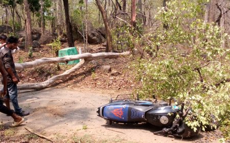 ।। କିଆପଦାର ରାସ୍ତା ରେ ଗଛ ପଡି ମୃତ୍ୟୁ ।।