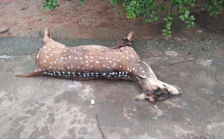 ।। ହରିଣର ମୃତ୍ୟୁ ଦେହ ଉଦ୍ଧାର  ଚମ୍ପୁଆ ବ୍ଲକ୍ ର କୁଟାରୀପଶି ଗ୍ରାମରେ ।।