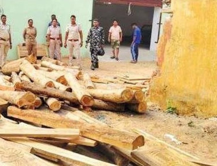 ଲକ୍ଷାଧିକ ଟଙ୍କାର ଶାଗୁଆନ କାଠ ଜବତ ଅଭିଯୁକ୍ତ ଙ୍କୁ କୋର୍ଟ ଚାଲାଣ