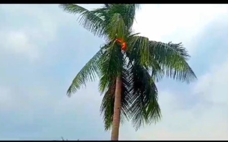 ।। ବିଜୁଳି ଆଘାତରେ ଜଳୁଛି ନଡିଆ ଗଛ ହୁତୁ ହୁତୁ ହୋଇ ।।