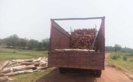 ।। ଜହ୍ନେଇପଶି ଜଙ୍ଗଲରେ ଚାଲିଛି ବ୍ୟାପକ ଗଛ କଟା ।।