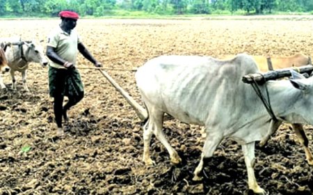 ।। ନୂଆପଡା ଜ଼ିଲ୍ଲାରେ ଗ୍ରୀଷ୍ମ ପ୍ରବାହ ଲାଗିରହିଥିବାବେଳେ ମୌସମୀ ଅପେକ୍ଷାରେ ଚାଷୀ କୁଳ ।।