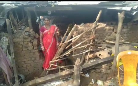 ।। ମୁନିଗୁଡ଼ା ରେଞ୍ଜ ର ପାଣି ମୁଣ୍ଡା ଗ୍ରାମରେ ହାତୀ ପଲଙ୍କ ଉପଦ୍ରବ୍ୟ ଓ ତାଣ୍ଡବ ।।