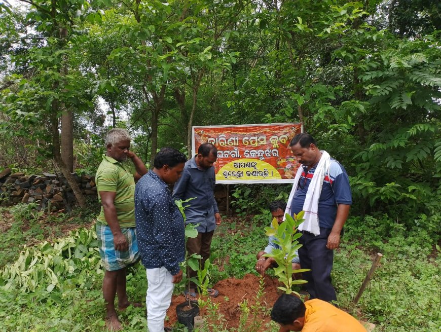 ।। ମା ତାରିଣୀ ସାମ୍ବାଦିକ ସଂଘ ଘଟଗାଁ ତରଫରୁ ବୃକ୍ଷ ରୋପଣ ।।
