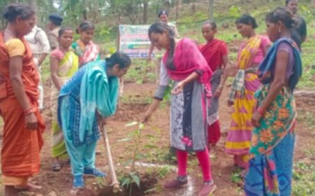 ।। ଜଙ୍ଗଲ ବିଭାଗ ର ଚାରା ରୋପଣ ରେ  ମହା ଦୁର୍ନିତି ,ମଜୁରିଆ ୧ ବର୍ଷ ହେଲା ମଜୁରୀ ପାଇ ନାହାଁନ୍ତି ଶ୍ରମିକ ।।