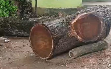 ।। ପୂର୍ତ୍ତ ବିଭାଗ ରାସ୍ତା କଢ଼ରୁ ବେଧଡକ୍ ଗଛକଟା ।।