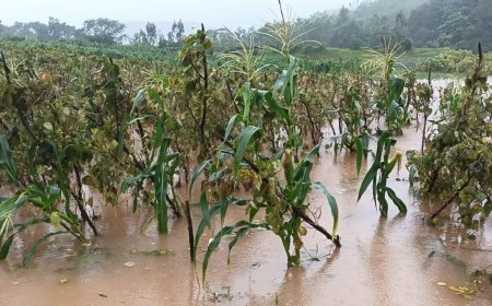 ।। ଲଗାଣ ବର୍ଷାରେ ଉଜୁଡ଼ିଲା ବିଭିନ୍ନ ଚାଷ ।।