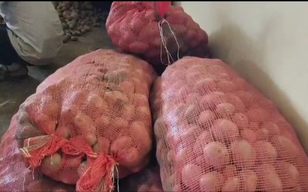 ।। ଯୋଗାଣ ଅଧିକାରୀ ଅଭିଷେକ ପଣ୍ଡା ଙ୍କ ଦ୍ୱାରା ଆଳୁ କେଜି ୩୫ଟଙ୍କାରେ ବିକାହେଲା ।।