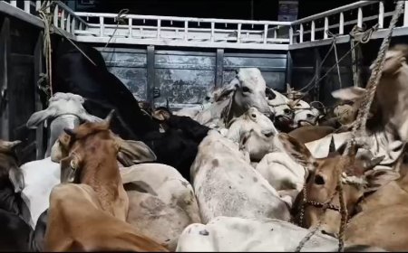 ।। ମୋରଡା ଥାନାର ନାକତଳେ ବେଆଇନ ଭାବେ ଚାଲିଛି  ଗୋ-ଚାଲାଣ ।।