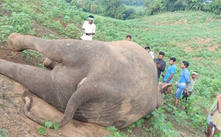 ।। ଗତ କାଲି ଵିଳମ୍ବିତ ରାତ୍ରି ରେ ରାୟଗଡ଼ା ଜିଲ୍ଲା ଅନ୍ତର୍ଗତ ଗୁଣୁପୁର ବନାଞ୍ଚଳ ର  ଚି଼ମ୍ପାପୁର ର ଏକ କପା ବାଡ଼ ରୁ ଏକ ମାଈ ହାତୀ ର ମୃତ ଦେହ ଠାବ କରାଯାଇଛି ।।