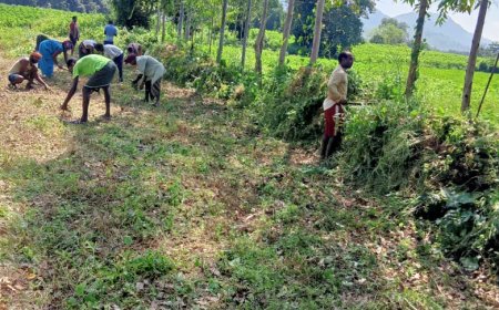 ।। MGNREGA କାମ ଯୋଗାଇଦେଲା ପଂଚାୟତ ।।