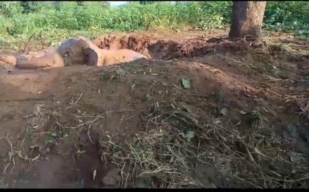 ।। ଖାଲ ରେ ପଡି ଜଙ୍ଗଲୀ ହାତୀ କଲବଲ. ହାତୀ କୁ ଖାଲରୁ ଉଦ୍ଧର କରିବାପାଇଁ ବନ ବିଭାଗ ତପ୍ତର ।।